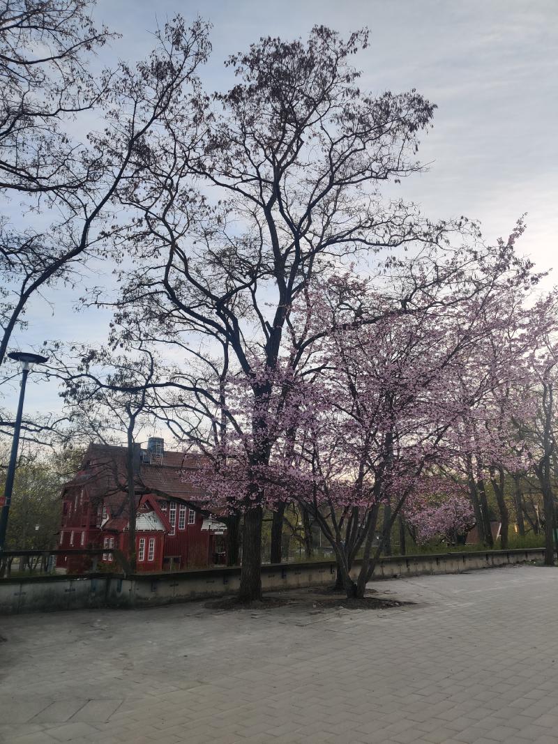 Sherry blossom