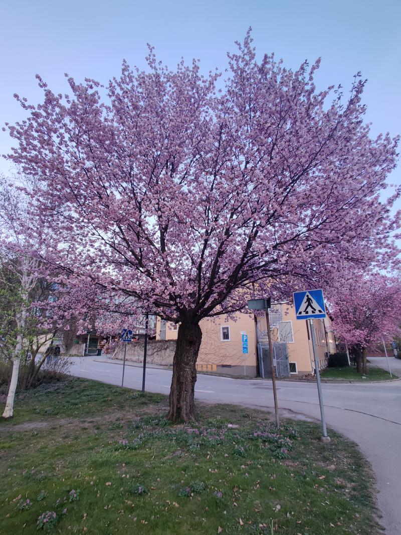 Sherry blossom